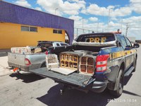 PRF flagra dois homens traficando centenas de pássaros silvestres em Icó (CE)