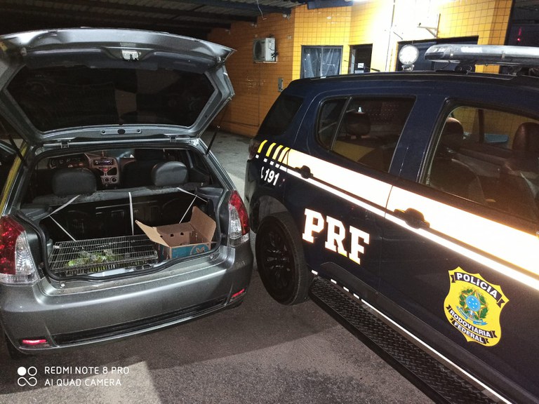 IMAGEM - PRF resgata 35 aves silvestres no Ceará