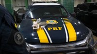 Droga apreendida na BR-116, em Itaitinga (CE)