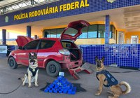 Cães da PRF localizam 30 kg de maconha em carro na BR-040