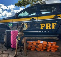 Cão farejador da PRF encontra 25 kg de maconha em ônibus interestadual no DF