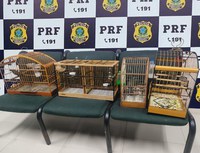 PRF apreende aves silvestres em abordagem em Serra/ES