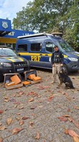 PRF prende passageiro transportando 52 kg de drogas, em Guarapari