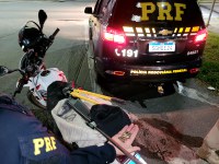 PRF apreende motocicleta adulterada e munições em Serra