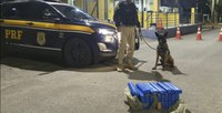 PRF apreende 25kg de maconha em bagageiro de ônibus interestadual na BR 101