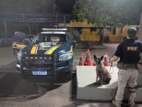Jovem de 19 anos é presa com 3,5kg de maconha no norte goiano