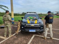 Passageira de ônibus é presa com pistolas, revólver e maconha em bagagem na BR-364