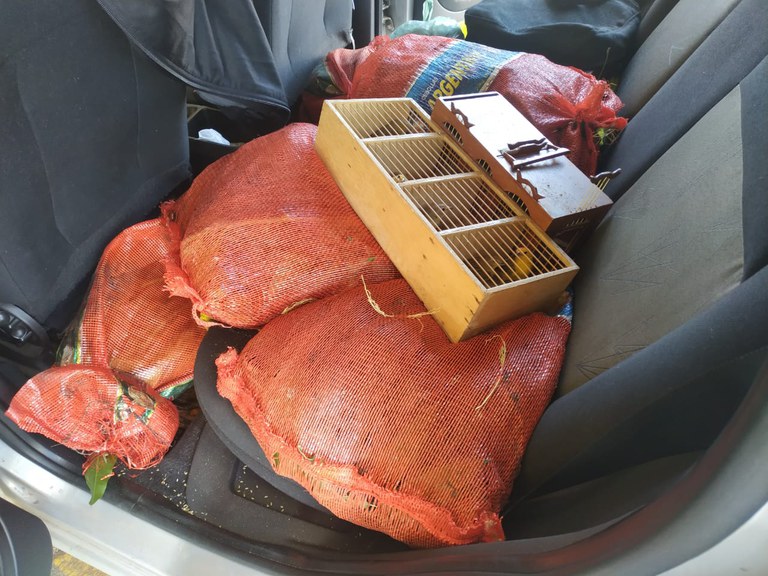 PRF resgata cerca de três centenas de pássaros silvestres na BR 153, em Hidrolândia