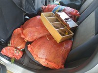 PRF resgata cerca de três centenas de pássaros silvestres na BR 153, em Hidrolândia