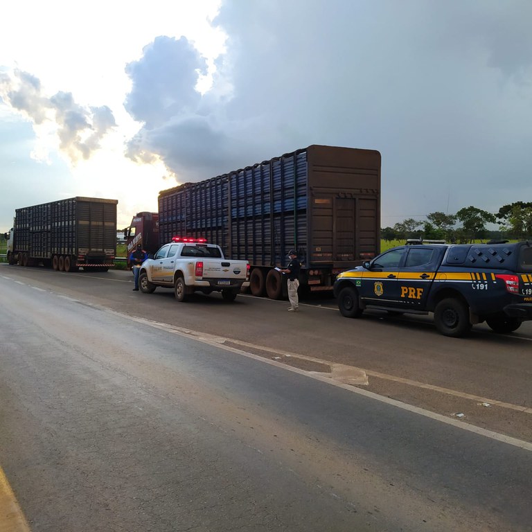 Animais sem GTA Catalao.jpeg