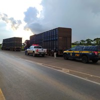 PRF flagra 116 bovinos sendo transportados sem guia e nota fiscal na BR 050, em Catalão