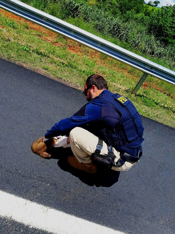 PRF resgata macaco-prego atropelado na BR 050