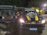 Cães farejadores encontram maconha em mala de passageira na BR 153
