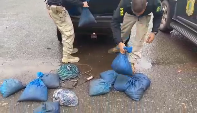 PRF resgata centenas de animais silvestres transportados ilegalmente na região Norte de Goiás