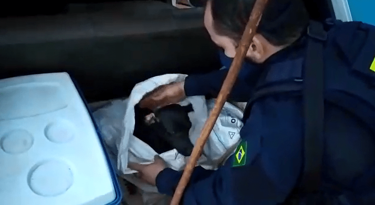 Maus tratos a animais em Jataí