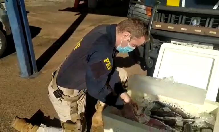 PRF apreende pescado e artefatos para pesca predatória