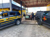 Ação conjunta envolvendo a PRF e a PMGO realiza apreensão milionária de cocaína