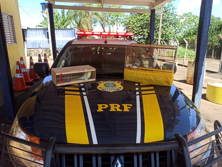 PRF apreende pássaros transportados em gaiolas na BR 153, em Uruaçu