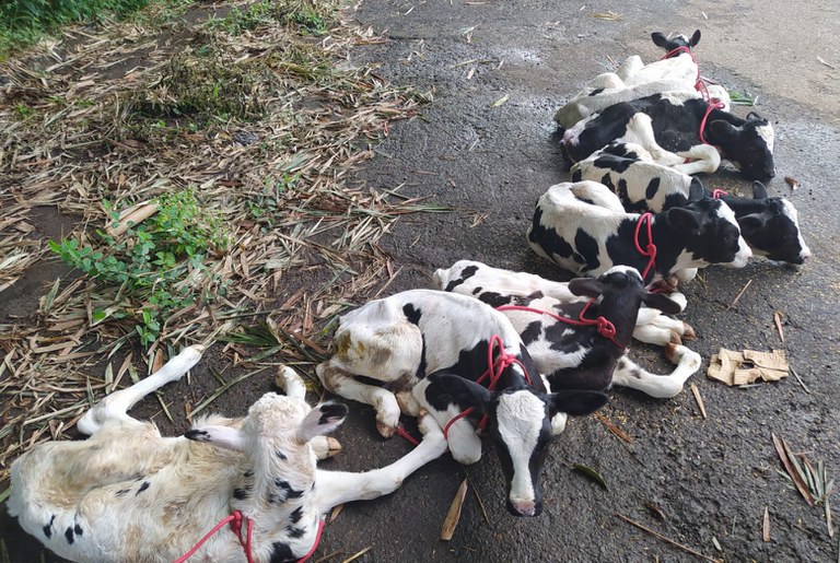 PRF resgata 14 bezerros sendo transportados irregularmente em veículo fechado