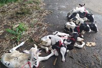 PRF resgata 14 bezerros sendo transportados irregularmente em veículo fechado