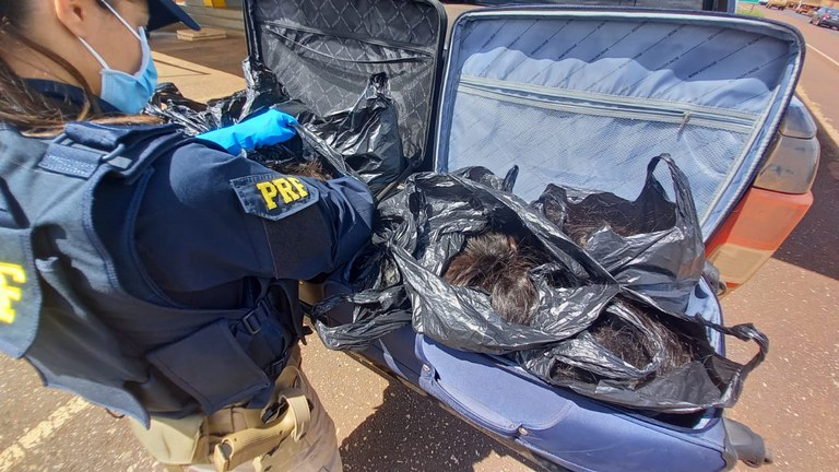 Cabelos humanos avaliados em R$ 285 mil são apreendidos em Goiás