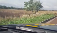 PRF resgata boiada que colocava em risco segurança de viajantes