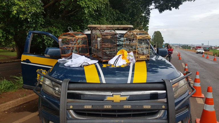 PRF flagra aves silvestres transportadas ilegalmente na BR 452