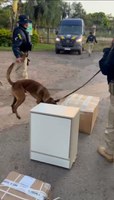 Cão da PRF encontra droga escondida dentro de criado-mudo, levado em ônibus interestadual.