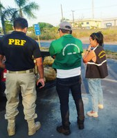 Risco à saúde: PRF apreende caranguejos impróprios para consumo na BR-135