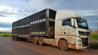 PRF flagra transporte irregular de gado bovino em Açailândia (MA)