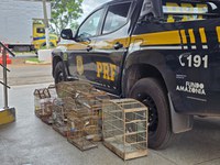 PRF resgata oito aves silvestres mantidas ilegalmente em cativeiro em Imperatriz (MA)