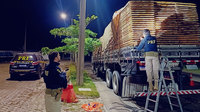PRF apreende mais de 30 m³ de madeira nativa transportada irregularmente em Bela Vista do Maranhão (MA)