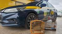 PRF resgata aves silvestres mantidas em cativeiro às margens da BR-010 no Maranhão