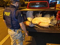 PRF flagra dupla transportando animais silvestres mortos na BR 316