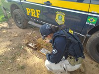 PRF resgata aves silvestres na BR-010