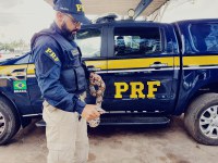 Animal silvestre em Santa Inês/MA