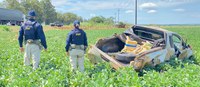 PRF apreende 556 Kg de maconha em Campo Grande (MS)