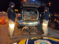 PRF resgata pássaros silvestres em Campo Grande (MS)