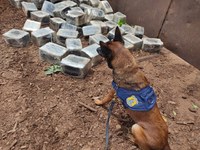 Com auxílio de cães farejadores, PRF apreende 283 Kg de maconha na BR-262