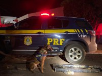 PRF apreende 41 Kg de cocaína com auxílio de cão farejador em Terenos (MS)