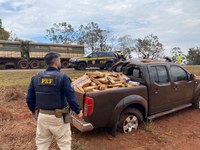 PRF apreende 703 Kg de maconha em Rio Brilhante (MS)