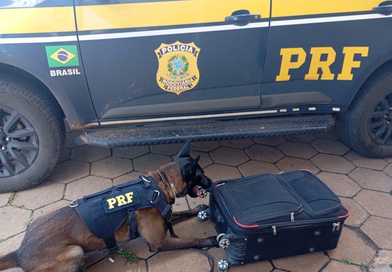 Com cães farejadores, PRF apreende cocaína em ônibus na BR-262.jpg