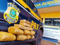 PRF apreende 11,8 kg de skunk em Miranda (MS)