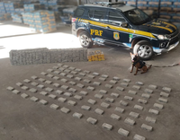 PRF apreende 386 kg de cocaína escondidos em carga de cimento em Campo Grande (MS)