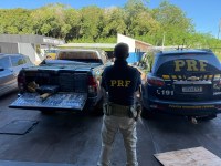 Primeiro plano: Um policial da Polícia Rodoviária Federal (PRF) é visto de costas, vestindo uma camiseta escura com a sigla "PRF" em amarelo, calça cáqui e um cinto tático.  Lado esquerdo: Uma picape escura está com a caçamba aberta, revelando uma grande quantidade de fardos pretos e retangulares empilhados (comumente associados ao transporte de drogas).