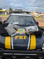 PRF apreende skunk em Nova Alvorada do Sul (MS)