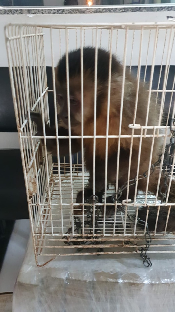 PRF apreende 1,5 tonelada de maconha durante Operação Tiradentes 2022 no MS2