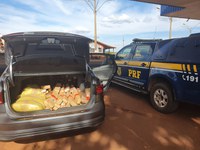 PRF apreende 127,4 Kg de maconha em Rio Brilhante (MS)