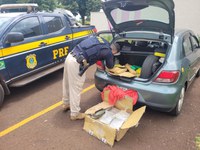 PRF apreende  187,2 Kg de maconha e 13,7 Kg de skunk em Maracaju (MS)