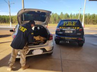 PRF apreende 104 Kg de maconha em Três Lagoas (MS)